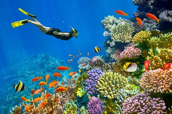 Ras Mohammed Snorkeling