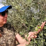 raccolta delle olive in Giordania